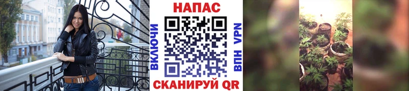 Конопля план  продажа наркотиков  Кирс 